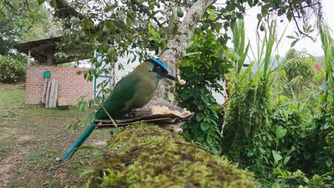Colorful-Highland-Motmot-visits-bird-feeder-in-avocado-tree-in-Peru