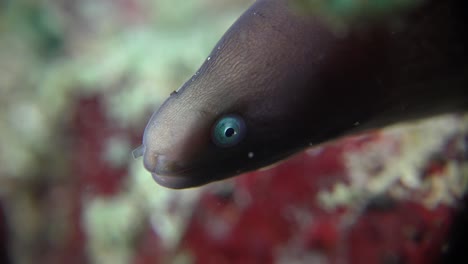 White-eyed-moray-eel-super-close-up-in-front-of-camera-on-coral-reef