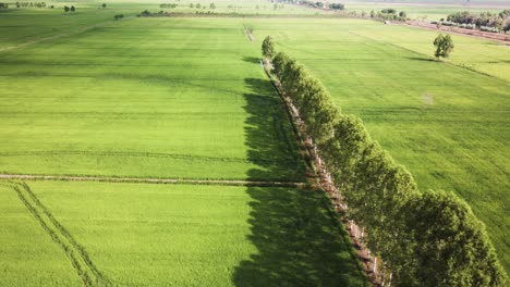Vivid-green-rice-paddy-green-fields-lined-with-eucalyptus-trees-in-South-East-Asia