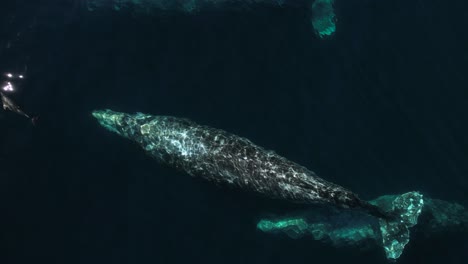 Erstaunliche-Drohnenansicht-Von-Grauwalen,-Die-Bei-Einem-Walbeobachtungsausflug-Gemeinsam-In-Der-Nähe-Der-Insel-Catalina-Wandern