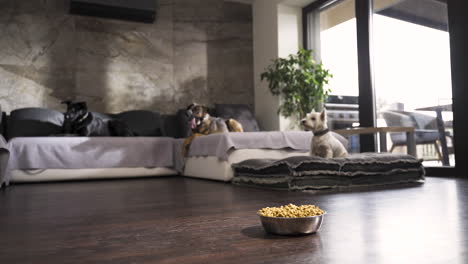 Three-dogs-lying-on-sofa-in-modern-flat,-bowl-of-dog-food-on-the-floor