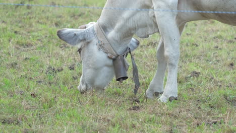 Grazing-white-cow-close-up-in-rural-farm