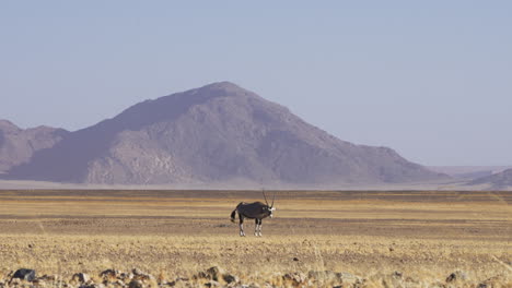 Gesamtaufnahme-Eines-Spießbocks-In-Der-Trockenen-Wüste-Von-Sossusvlei-Mit-Einem-Berg-Im-Hintergrund,-Namibia