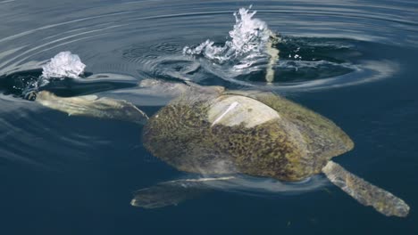 Sea-turtle-swimming-away-in-open-water