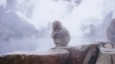 Baby-Snow-Monkey-Resting-on-Edge-of-Hot-Spring,-Jigokudani,-Japan