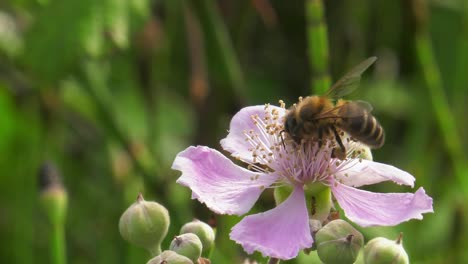 Honigbiene-Auf-Rosafarbener-Blüte-Des-Brombeerstrauchs,-Nektar-Sammeln-Und-Bestäuben,-Makro-Zeitlupe