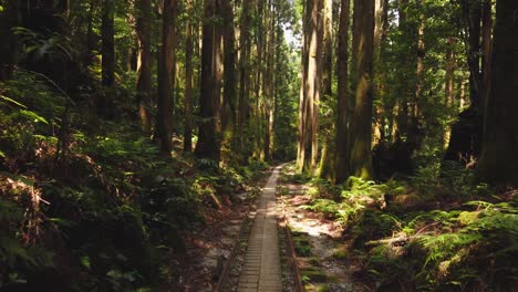 Wandern-Durch-Japanische-Zedernbäume-Auf-Der-Insel-Yakushima,-Yakusugi-Land