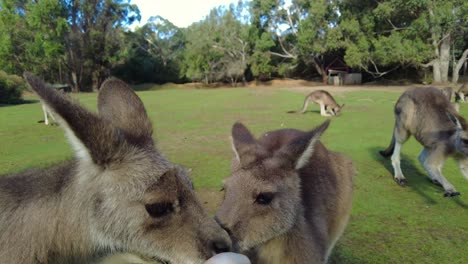 Three-hungry-kangaroos-being-fed-by-hand