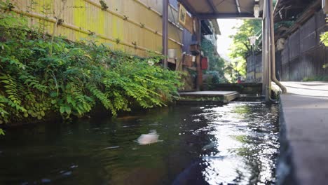 Koi-fish-swimming-along-street-in-Gujo-Hachiman,-Gifu-Prefecture-Japan
