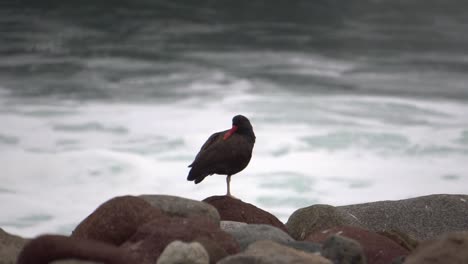 American-Oystercatcher-Bird-standing-on-the-rocks-with-ocean-background-on-cloudy-day-in-slow-motion