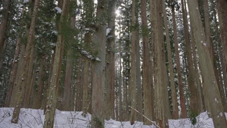Winterlicher-Bergwald,-4k-Schwenk,-Während-Die-Sonne-In-Der-Friedlichen-Natur-Aufgeht