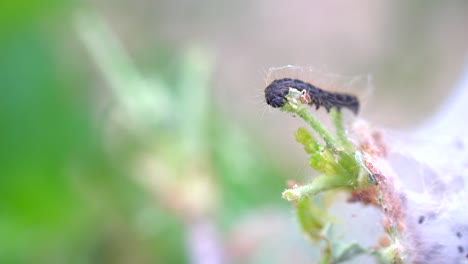 Macro-footage-of-tent-caterpillar-feeding-on-leaves