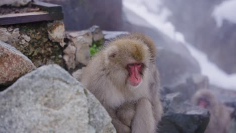 Macacos-Japoneses-Relajándose-En-Vapor-Geotérmico-En-Jigokudani