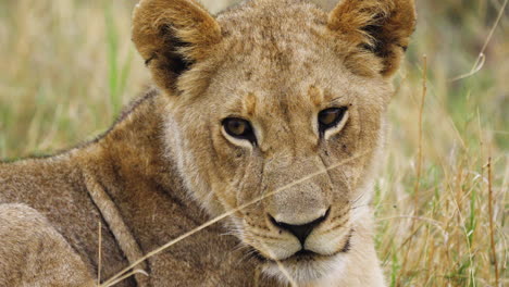 Lion-Cub-Lying-On-The-Grass-In-Central-Kalahari-Game-Reserve-In-Botswana