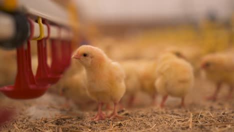 Curious-and-fuzzy-young-chickens-in-a-barn