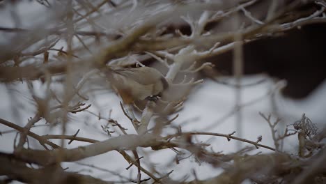 Closeup-of-a-small-bird-captured-on-a-tree-in-wintertime-in-slow-motion