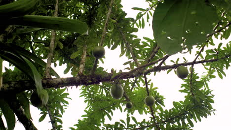 Bottom-up-shot-of-growing-calabash-fruits-in-tree-of-Ecuadorian-amazon-rainforest-during-bright-sky