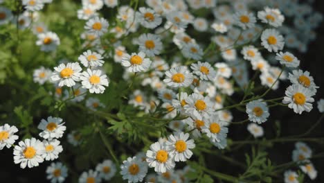 Chamomile-flowers-moving-in-the-wind-between-light-and-shadow
