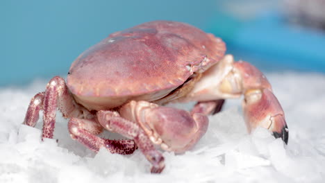 Red-Crab-Crawls-On-Top-Of-The-Ice-With-Blue-Background