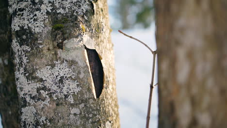 Cracked-bark-on-a-birch,-winter-day-in-the-forests-of-Scandinavia---tracking-view