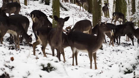 A-fallow-deer-herd-looking-for-food-in-the-frozen-ground,winter-forest