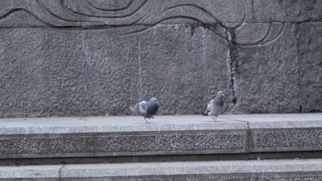Pigeon-landing-on-a-city-pavement-by-a-stone-wall-joining-another-bird