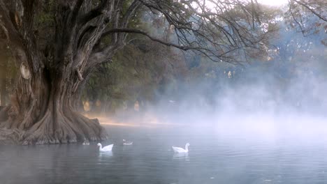 Eine-Friedliche-Szene-Des-Camécuaro-Sees-Und-Seiner-Riesigen-Bäume,-In-Denen-Enten-Am-Frühen-Morgen-Im-Nebel-Schwimmen