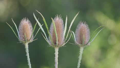 Extreme-close-up-shot-of-three-wild-teasel-flowers-against-a-blurry-background