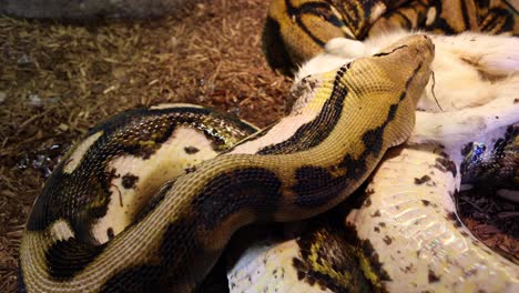 reticulated-python-working-on-swallowing-baby-goat-above-view