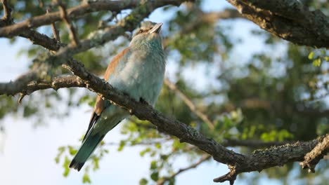 Lilac-breasted-roller-perched-on-a-tree-branch,-low-angle-shot