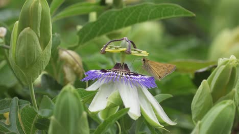 Nahaufnahme-Eines-Schmetterlings,-Der-Nektar-Von-Einem-Passionspflüger-Mit-Blauer-Krone-Sammelt,-Und-Einer-Herumfliegenden-Grünen-Kuckuckswespe