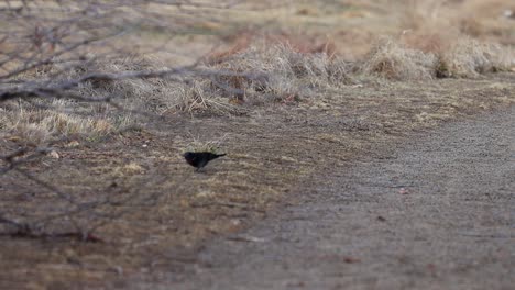 A-red-winged-blackbird-picks-seeds-from-the-ground-near-a-trail