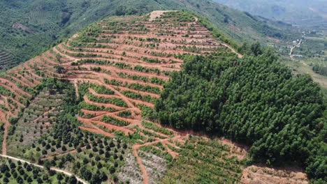 Abholzung-Eines-Hügels,-Der-Durch-Kaffeefelder-Im-Süden-Vietnams-Ersetzt-Wird