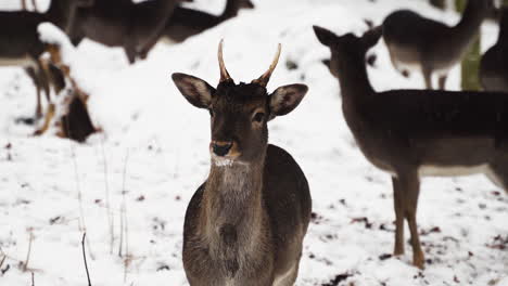 Young-fallow-deer-buck-watching-out-for-danger,guarding-herd,snowfall