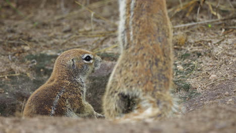 Aufmerksame-Afrikanische-Erdhörnchen-über-Ihre-Lebensräume-Im-Zentralen-Kalahari-Wildreservat-In-Botswana