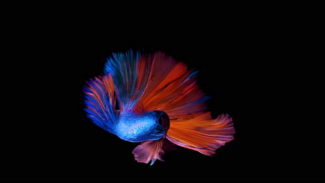 Vertical-format-screen-display---The-colorful-Siamese-Elephant-Ear-Fighting-Fish-Betta-Splendens,-also-known-as-Thai-Fighting-Fish-or-betta,-in-super-slow-motion-on-isolated-black-background