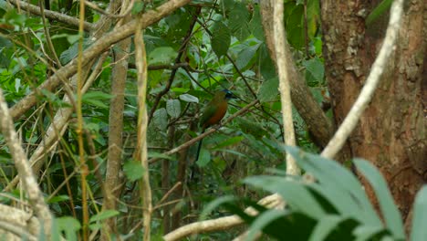 Painted-bunting-bird-hiding-in-natural-jungle.-Birdwatching