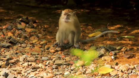 Single-Long-tailed-macaque-near-rocky-forest-creek-in-Sumatra,-Indonesia---Medium-shot