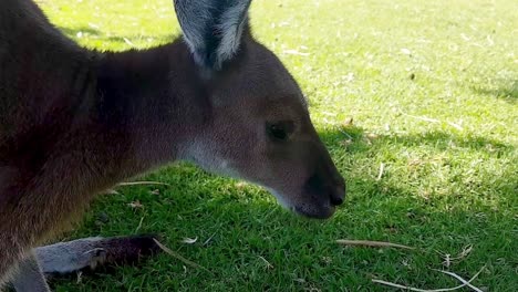 Juvenile-Western-Grey-Kangaroo-Peacefully-Grazing-In-The-Shade-In-Yanchep-National-Park,-Western-Australia---Medium-Close-Up