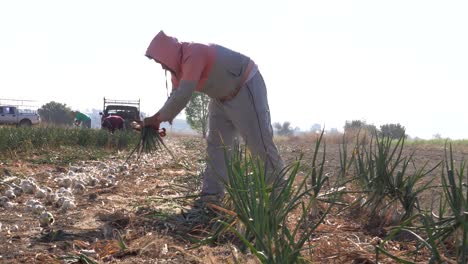 A-mexican-farmer-cultivating-onion
