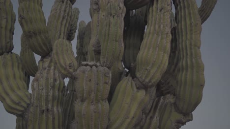 Nahansicht-Des-Riesigen-Grünen-Kaktus-Pachycereus-Pringlei-Cardon-In-Der-Wüste-Der-Halbinsel-Süd-Baja-Kalifornien,-Mexiko