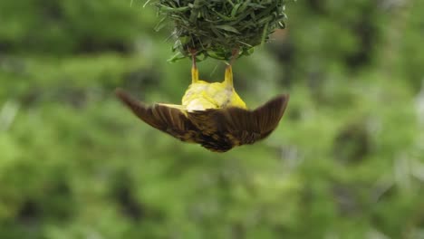 Der-Gelbe-Maskenweber-Lenkt-Die-Aufmerksamkeit-Der-Weibchen-Auf-Sein-Nest
