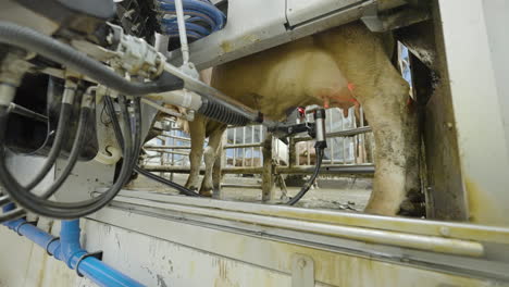 Robotic-milking-machine-attaches-itself-to-cow-udders-and-extracts-milk