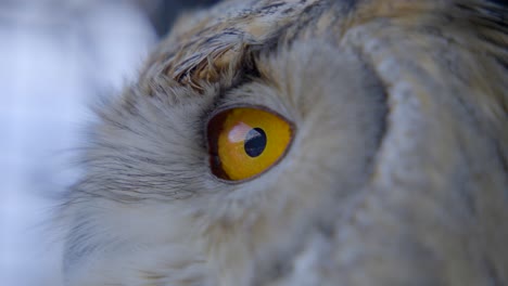 Extreme-close-up-of-eye-of-Siberian-eagle-owl