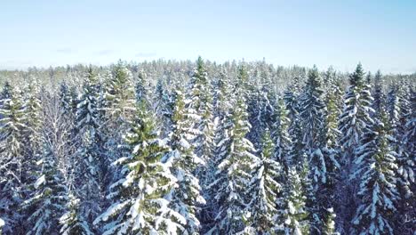 Aerial-Rising-Above-Old-Spruce-Forest-Covered-In-Fresh-Snow-on-a-Winter-day-in-Finland