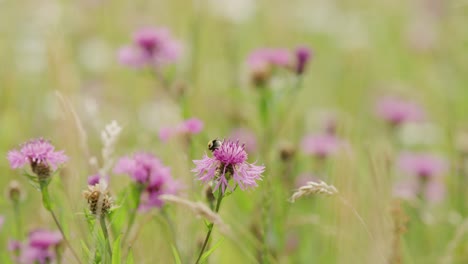 Biene-Erforscht,-Kriecht-Und-Bestäubt-Die-Leuchtend-Violette-Wildblumenoberfläche-–-Totalaufnahme