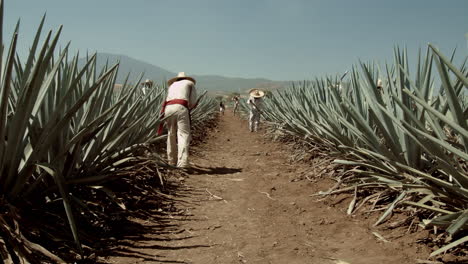 Jimador-cutting-agave-pineapple-in-the-city-of-Tequila,-Jalisco,-Mexico