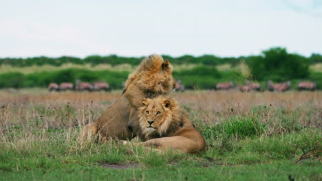 African-Male-Lion-Brothers-Play-Fighting-In-The-Grassland-The-Look-At-Camera