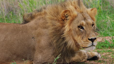 Male-Lion-Resting---close-up-shot
