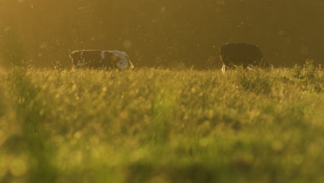Cows-grazing-on-meadow-with-insects-swarming-and-golden-sunset-glow---dolly